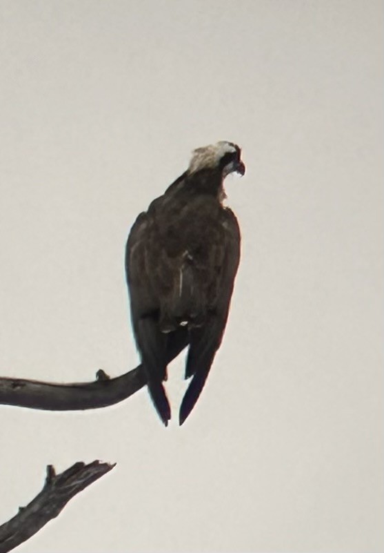 Águila Pescadora (haliaetus) - ML615921715
