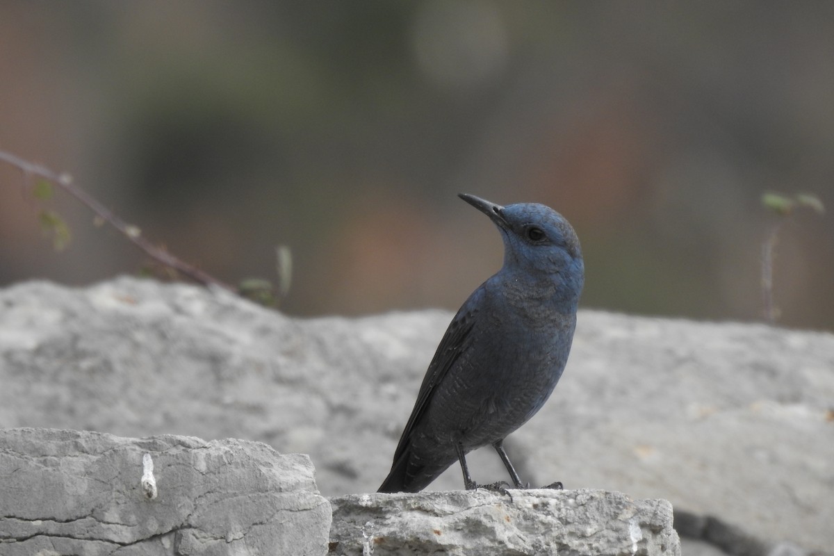 Blue Rock-Thrush - Gary Davidson