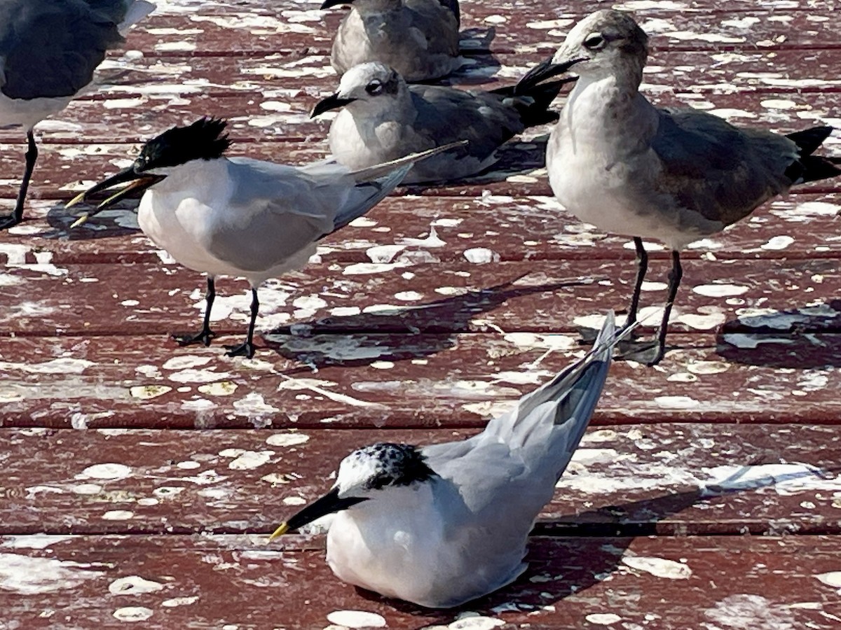 Sandwich Tern - ML615921751