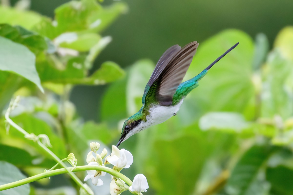 kolibřík černouchý - ML615921771
