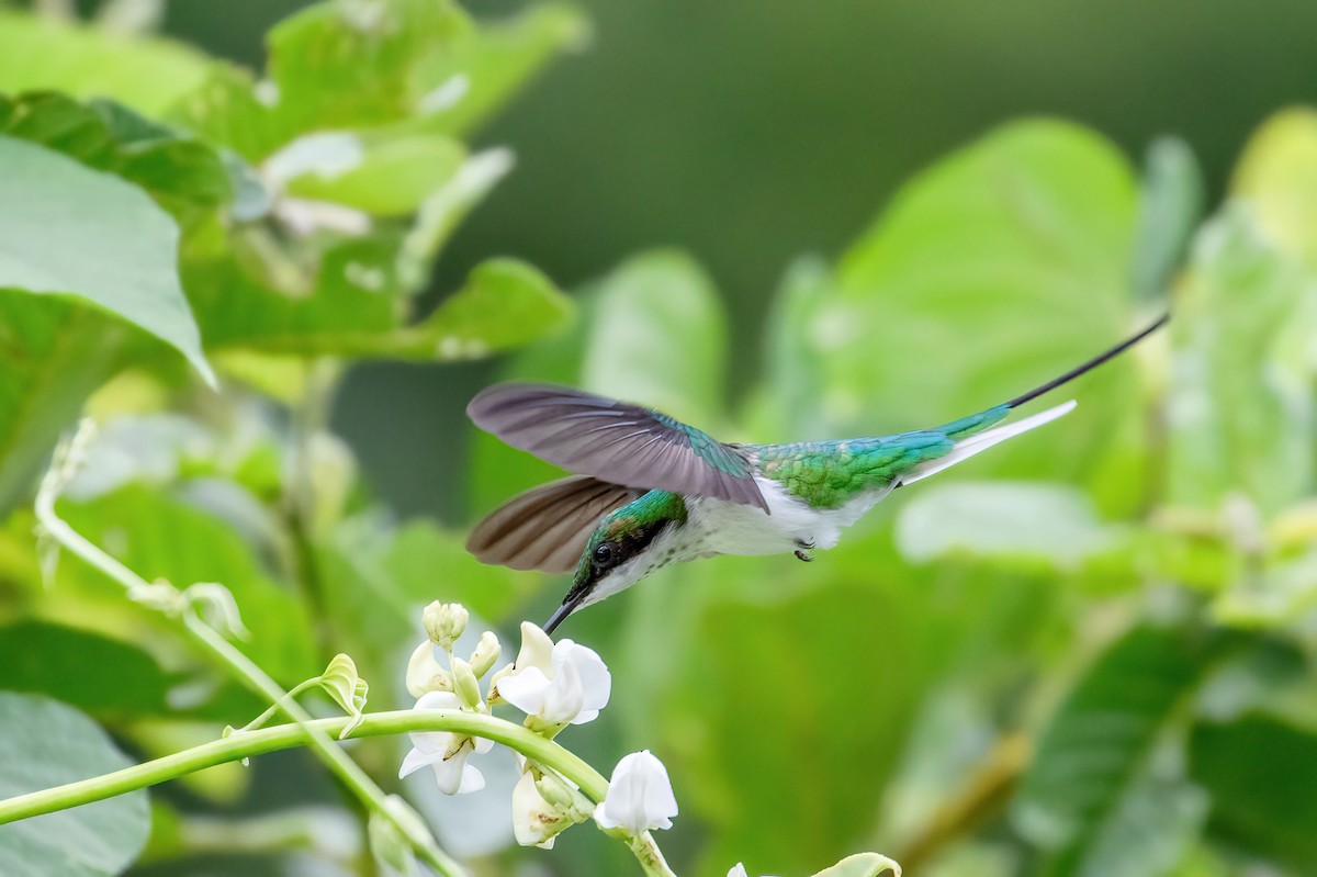 kolibřík černouchý - ML615921772
