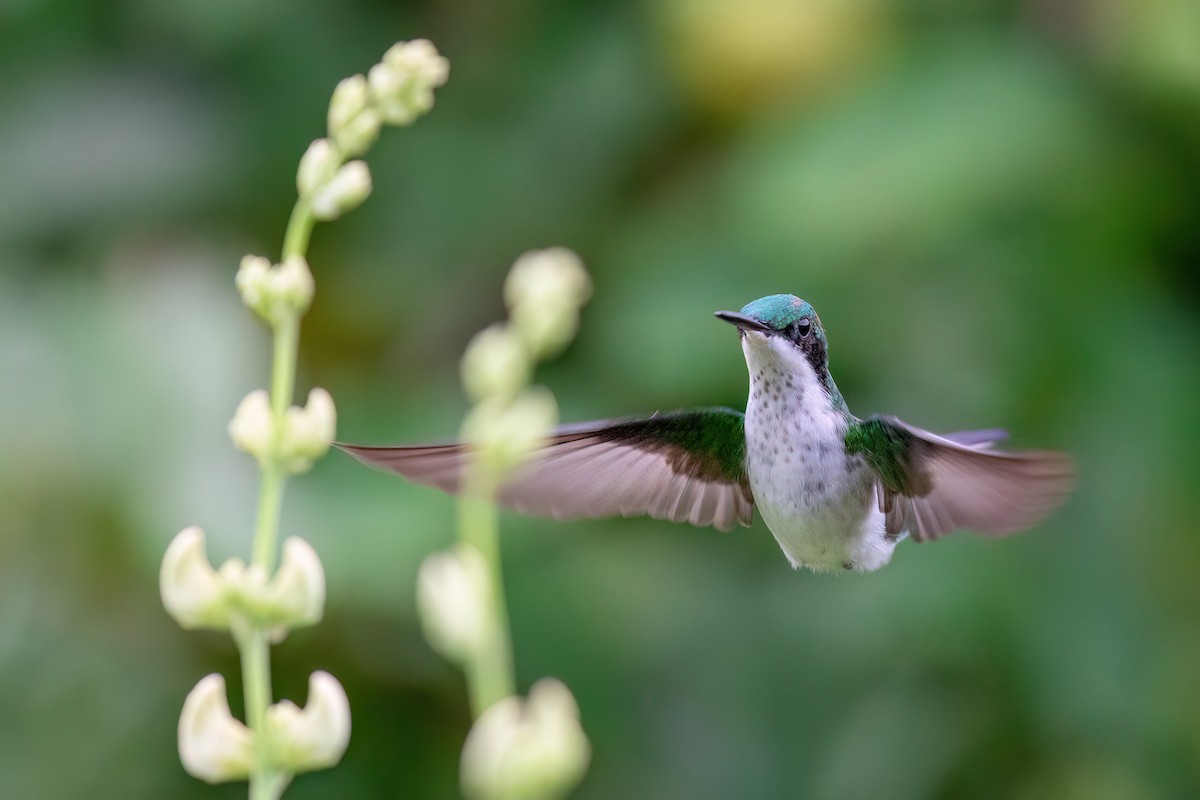 kolibřík černouchý - ML615921773