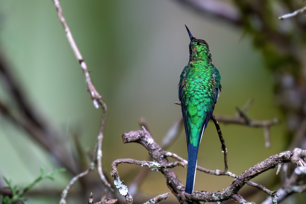 kolibřík černouchý - ML615921774