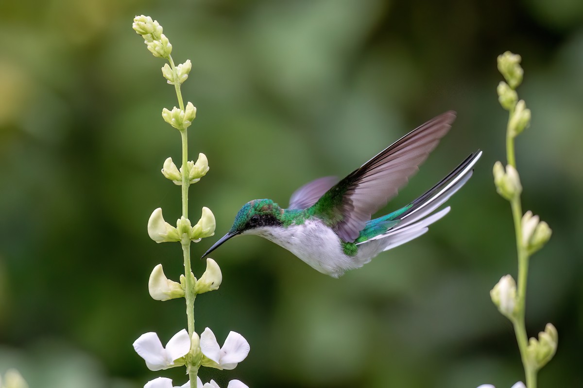 kolibřík černouchý - ML615921775