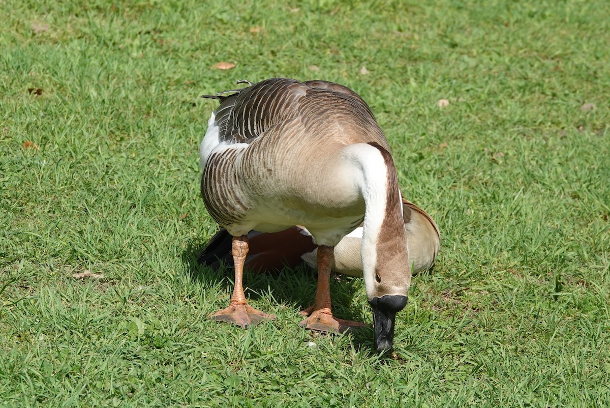 Swan Goose (Domestic type) - BettySue Dunn