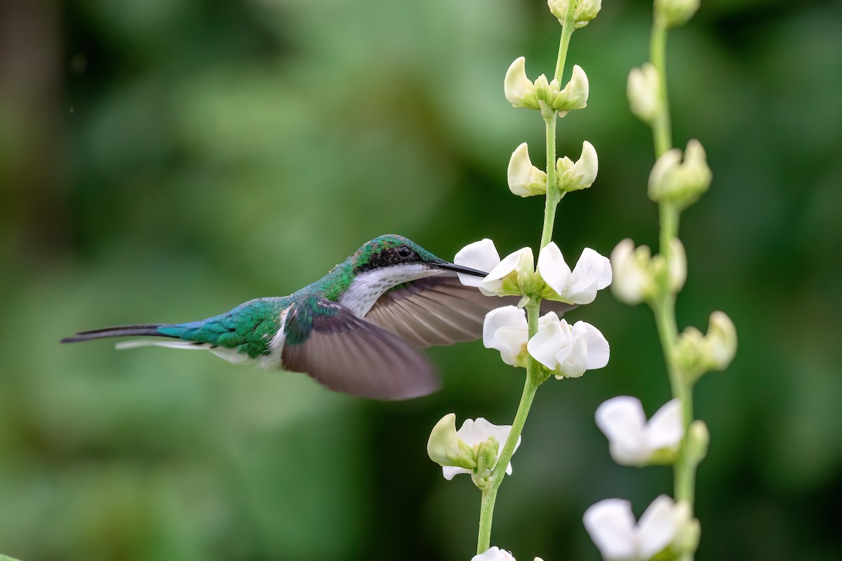 kolibřík černouchý - ML615921779