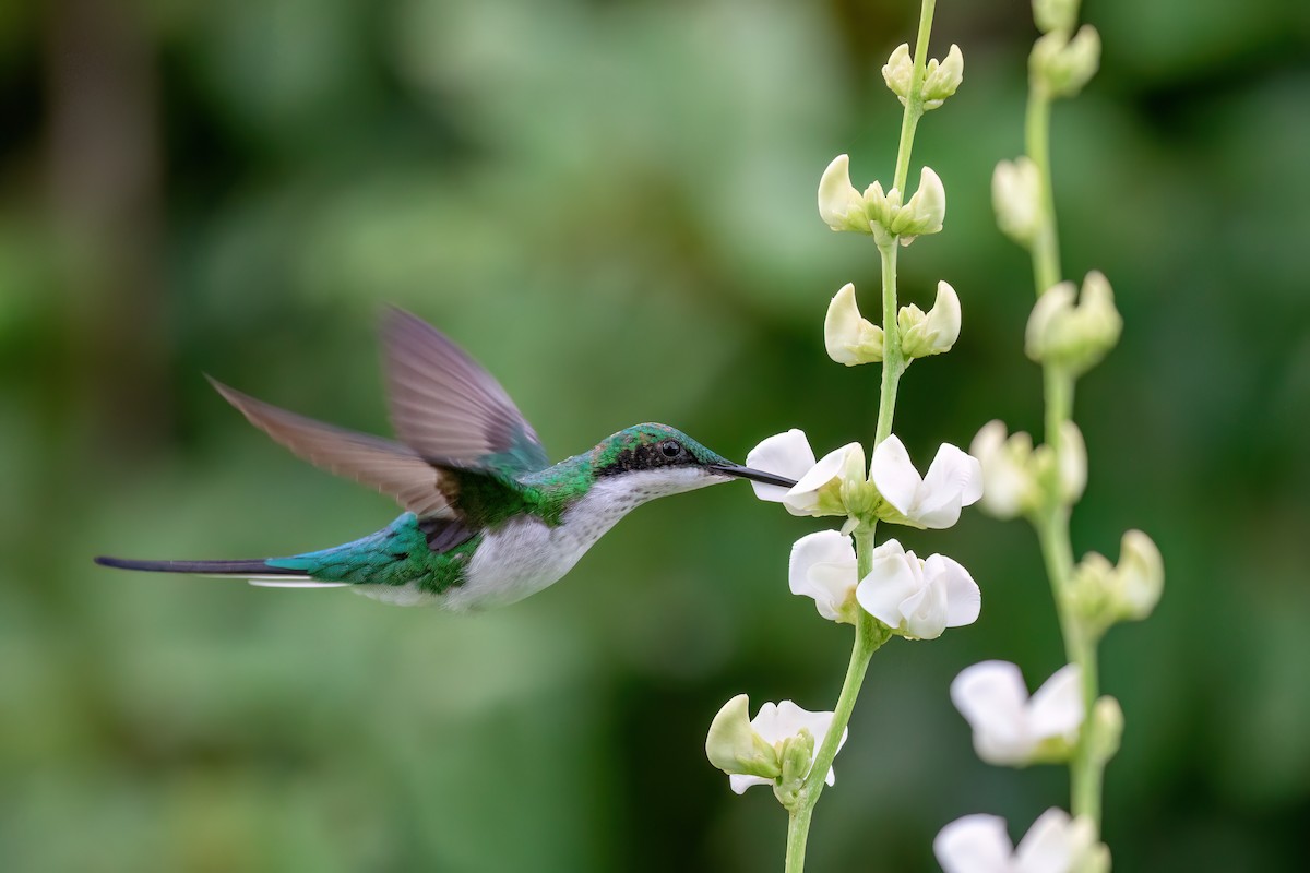 kolibřík černouchý - ML615921781