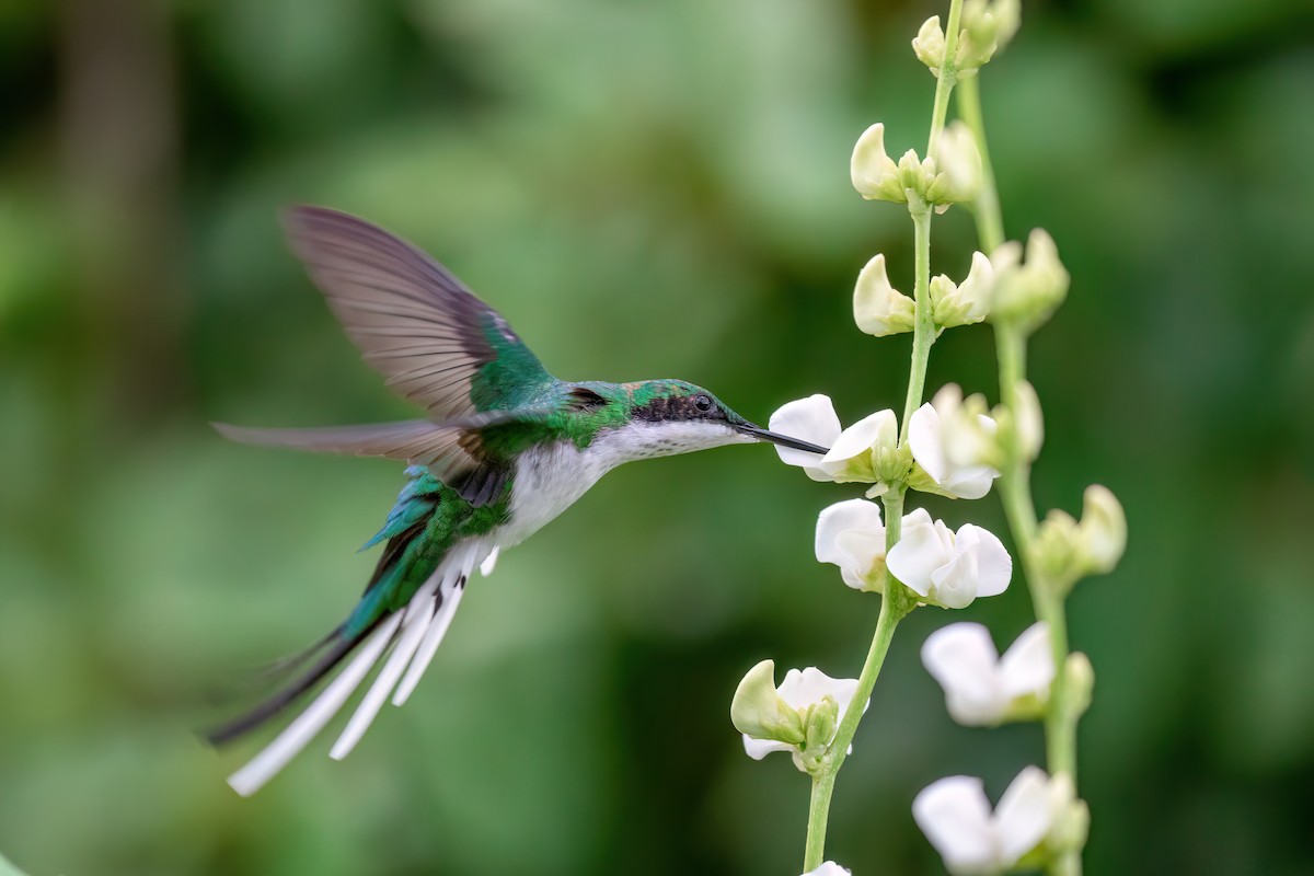 kolibřík černouchý - ML615921782