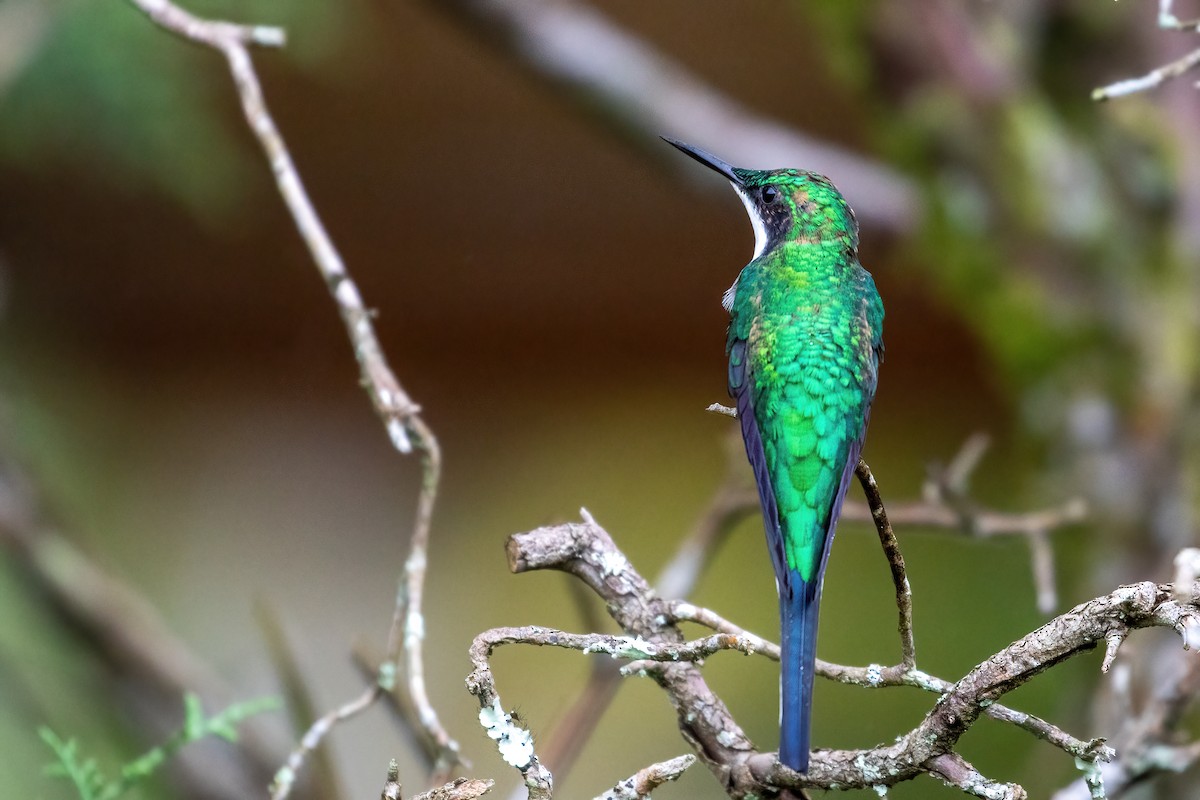 kolibřík černouchý - ML615921783