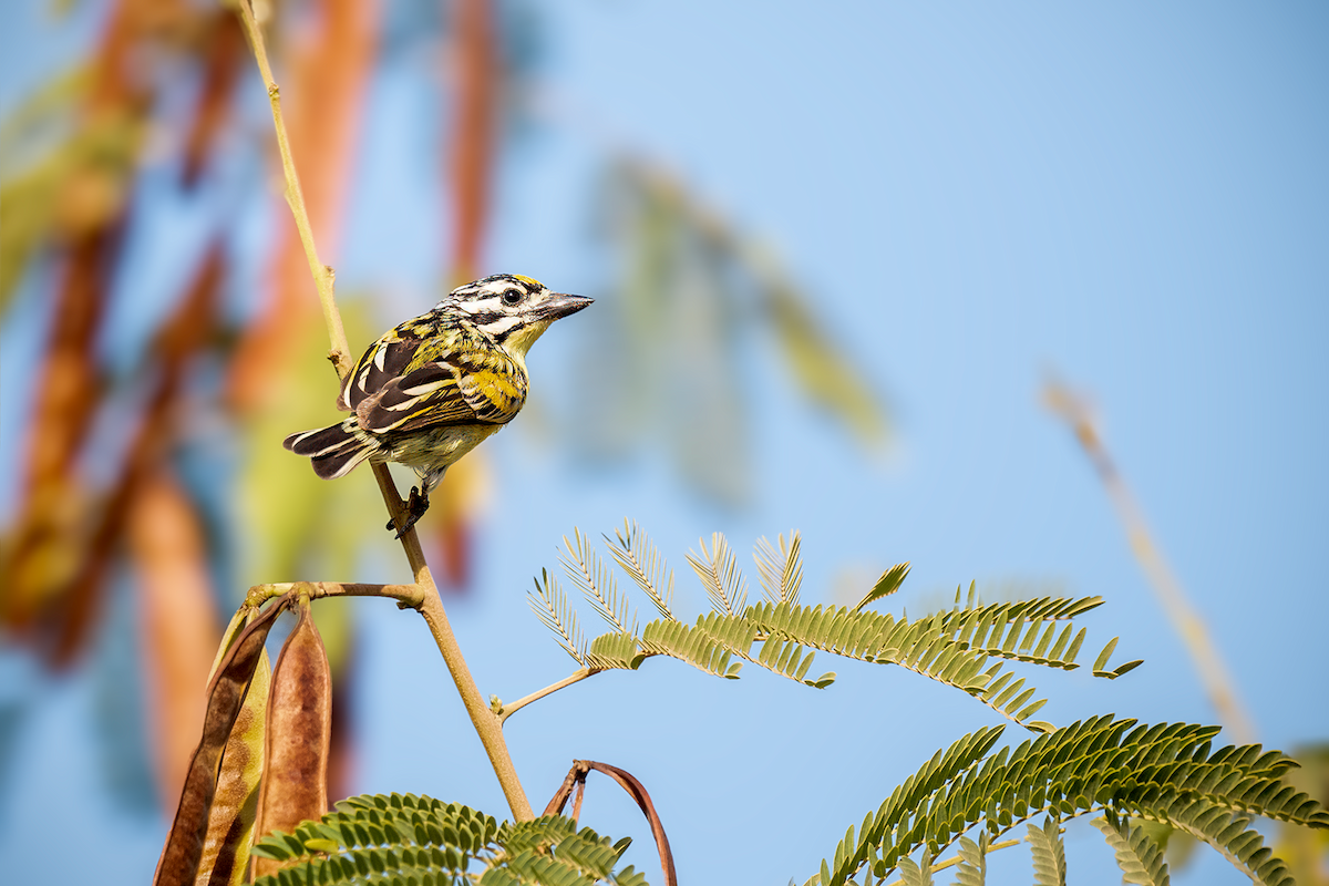 Yellow-fronted Tinkerbird - ML615921809