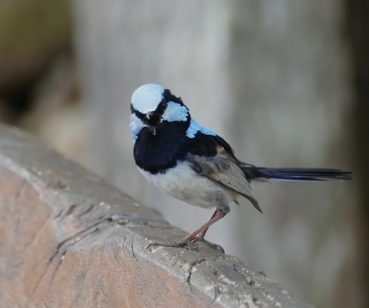 Superb Fairywren - ML615921844