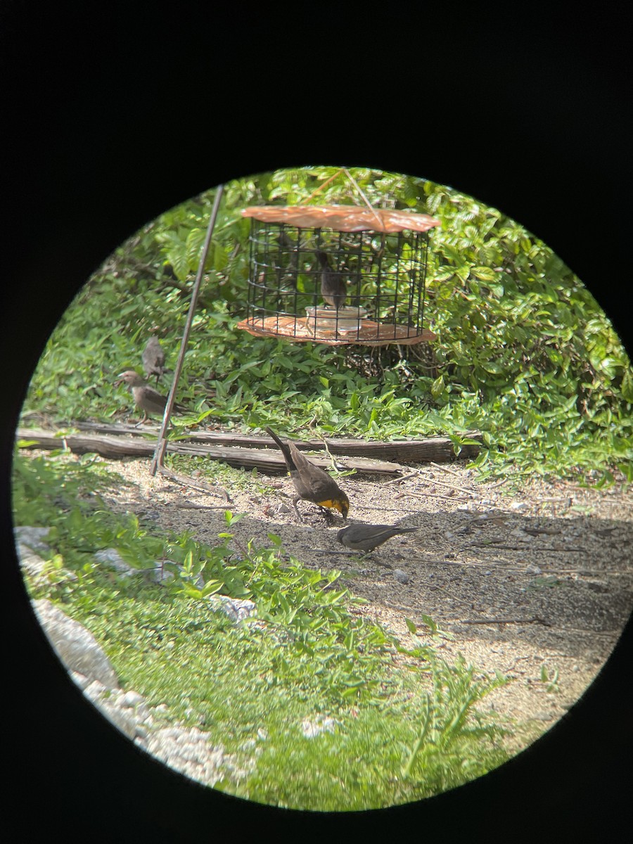 Yellow-headed Blackbird - ML615921859