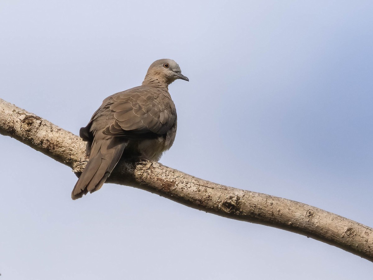Spotted Dove - ML615921878