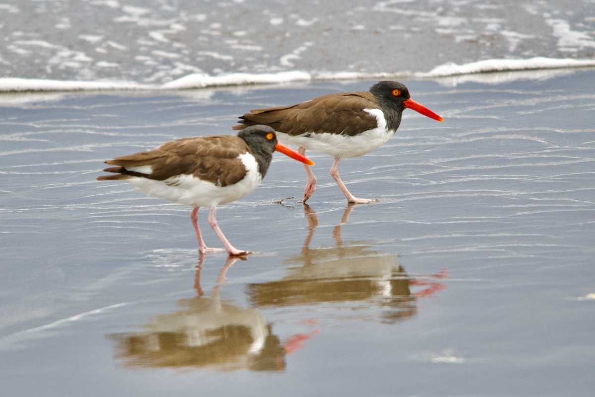 American Oystercatcher - ML615921888