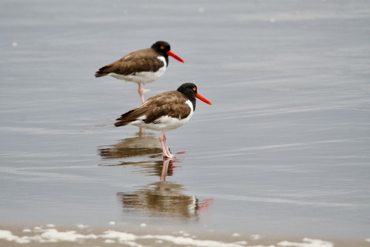 American Oystercatcher - ML615921890