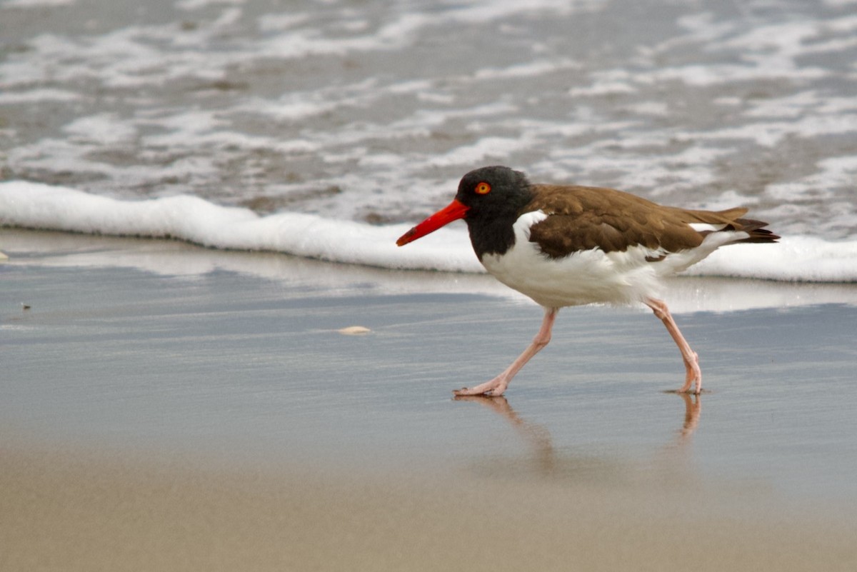 American Oystercatcher - ML615921891