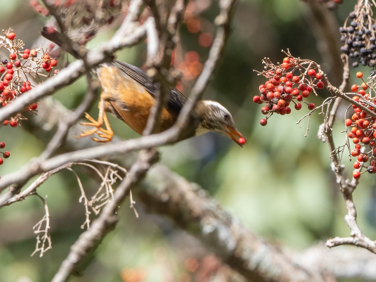 Taiwan Thrush - Michael & Ellen LAM