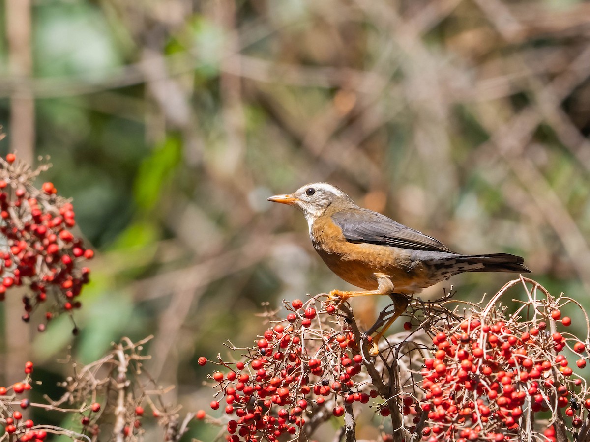 Taiwan Thrush - Michael & Ellen LAM