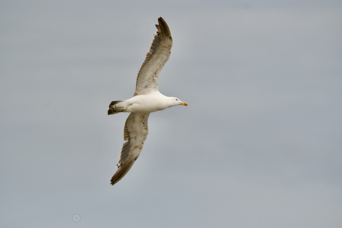 Kelp Gull - ML615921924