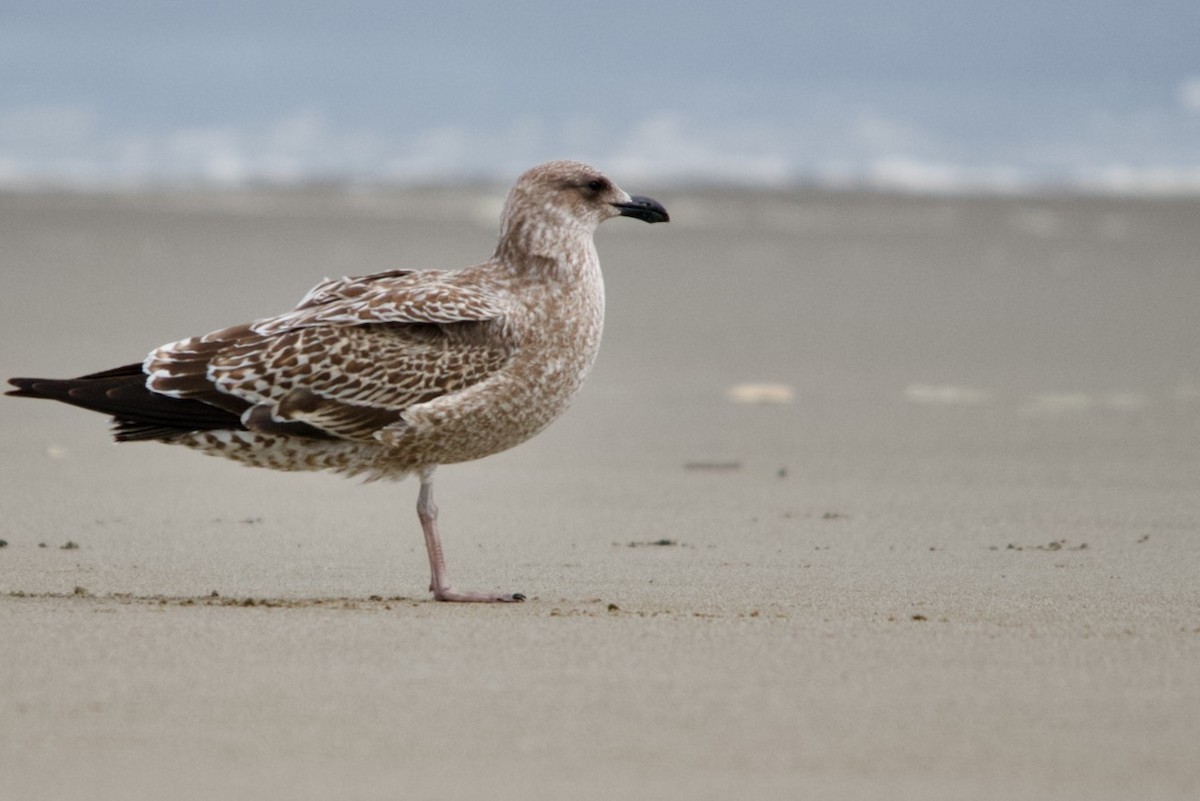 Kelp Gull - ML615921929