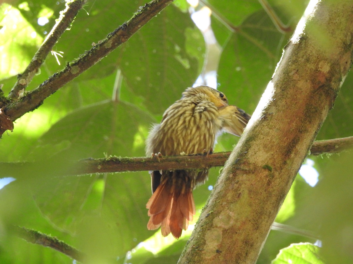 Pale-browed Treehunter - ML615921930