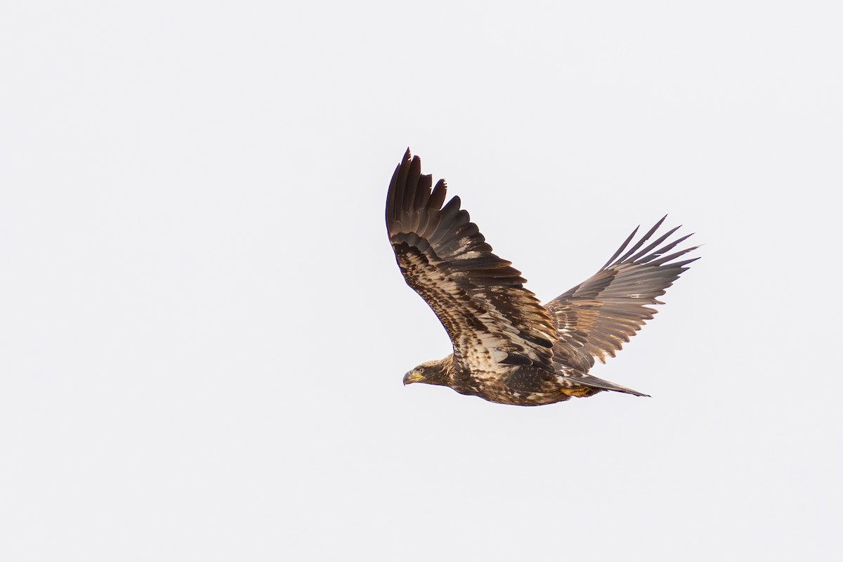 Bald Eagle - ML615921959