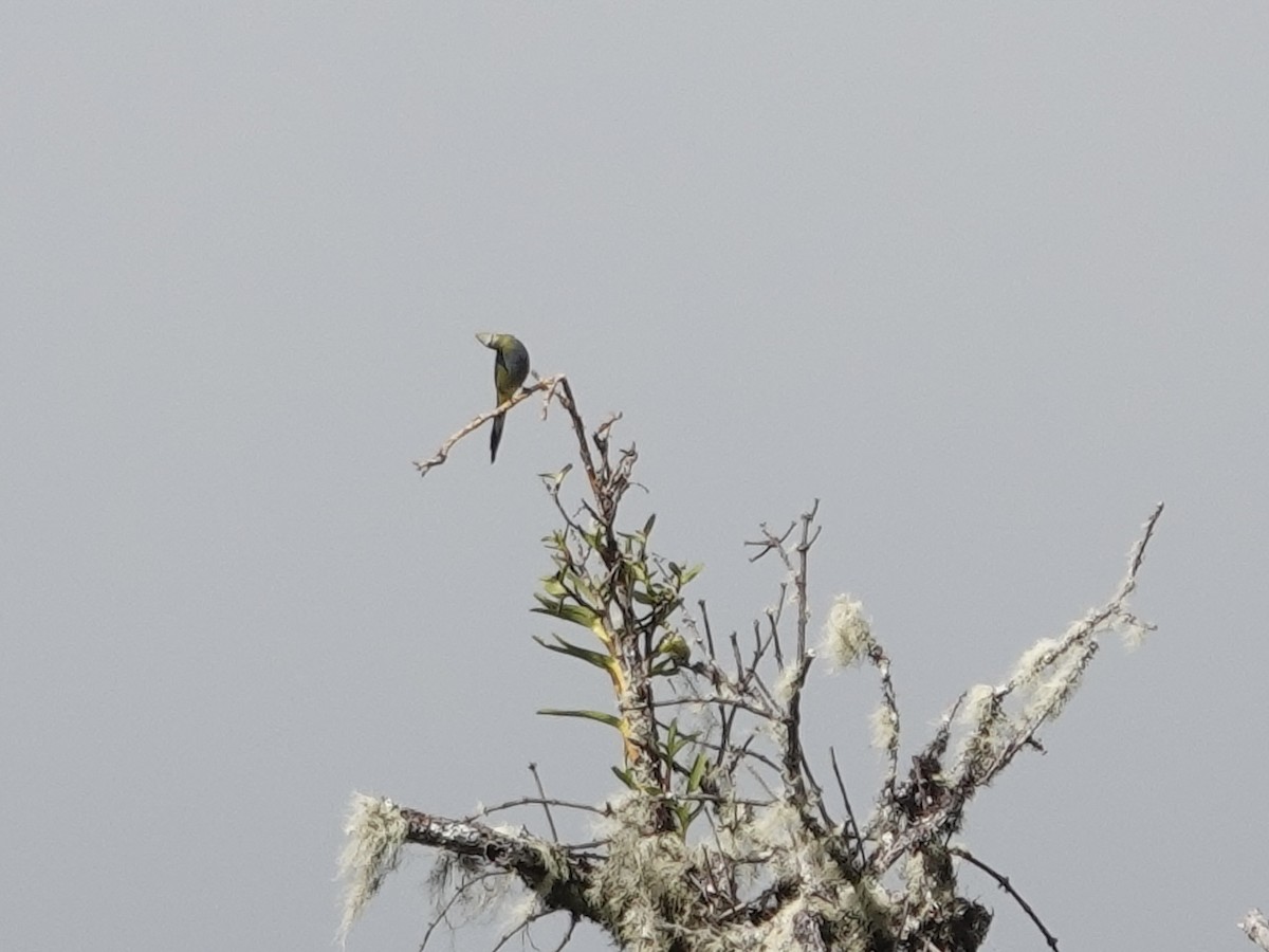 Long-tailed Silky-flycatcher - ML615921980