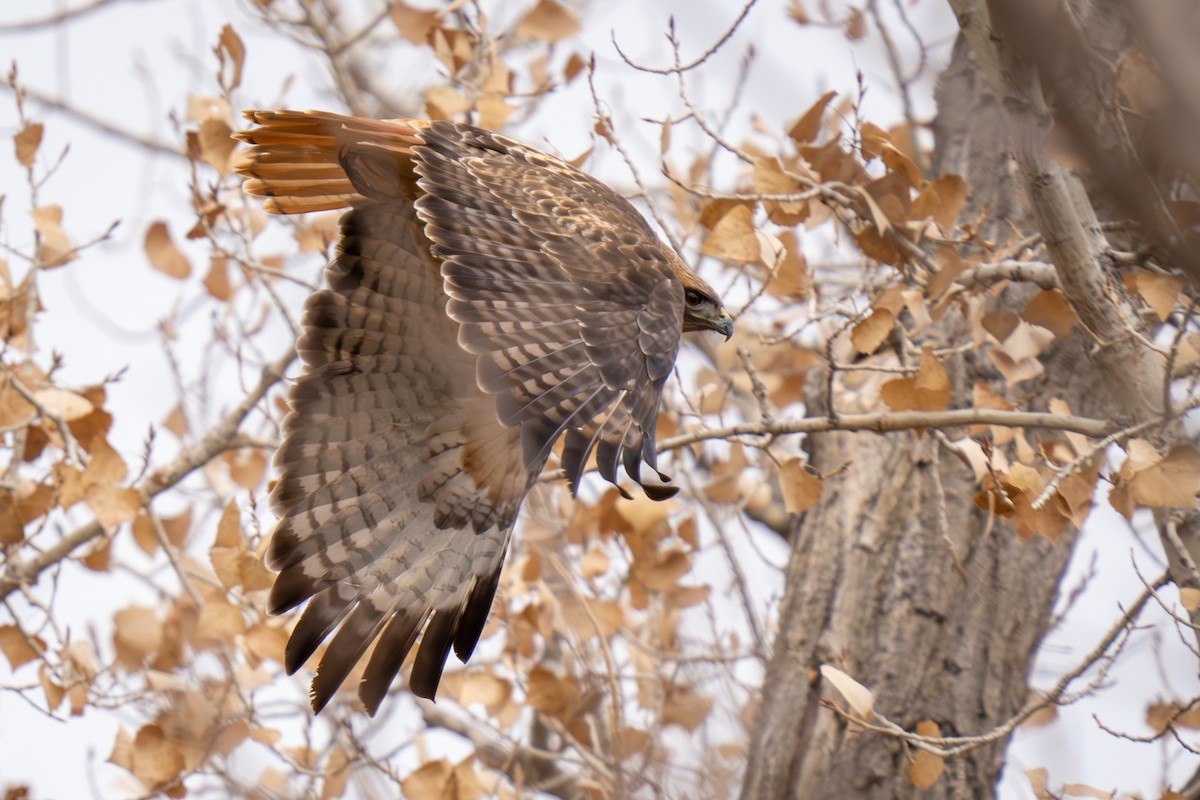 Red-tailed Hawk - ML615922004