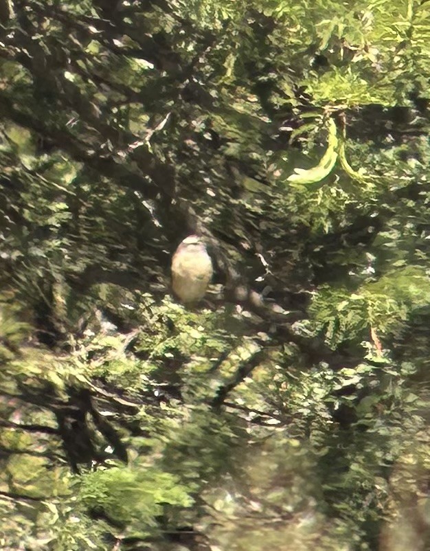 Alzacola del Kalahari - ML615922036