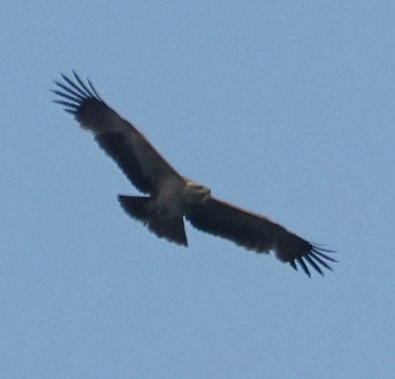 Águila Imperial Ibérica - ML615922049