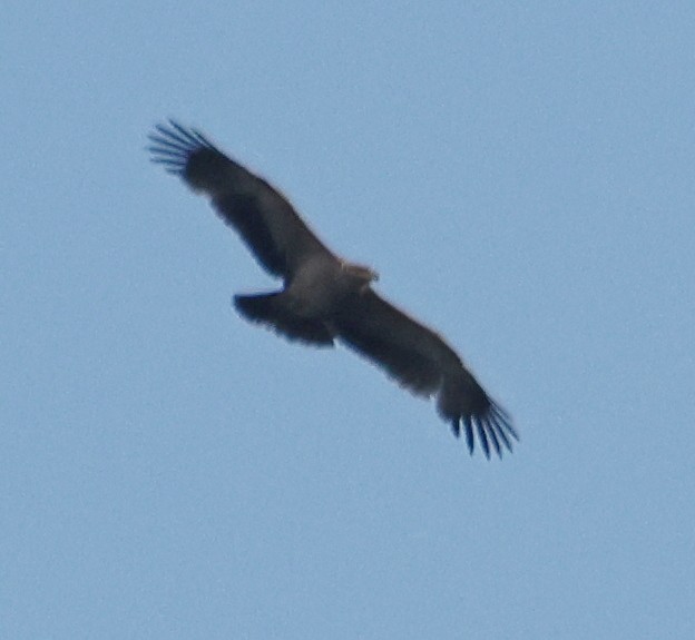 Águila Imperial Ibérica - ML615922052