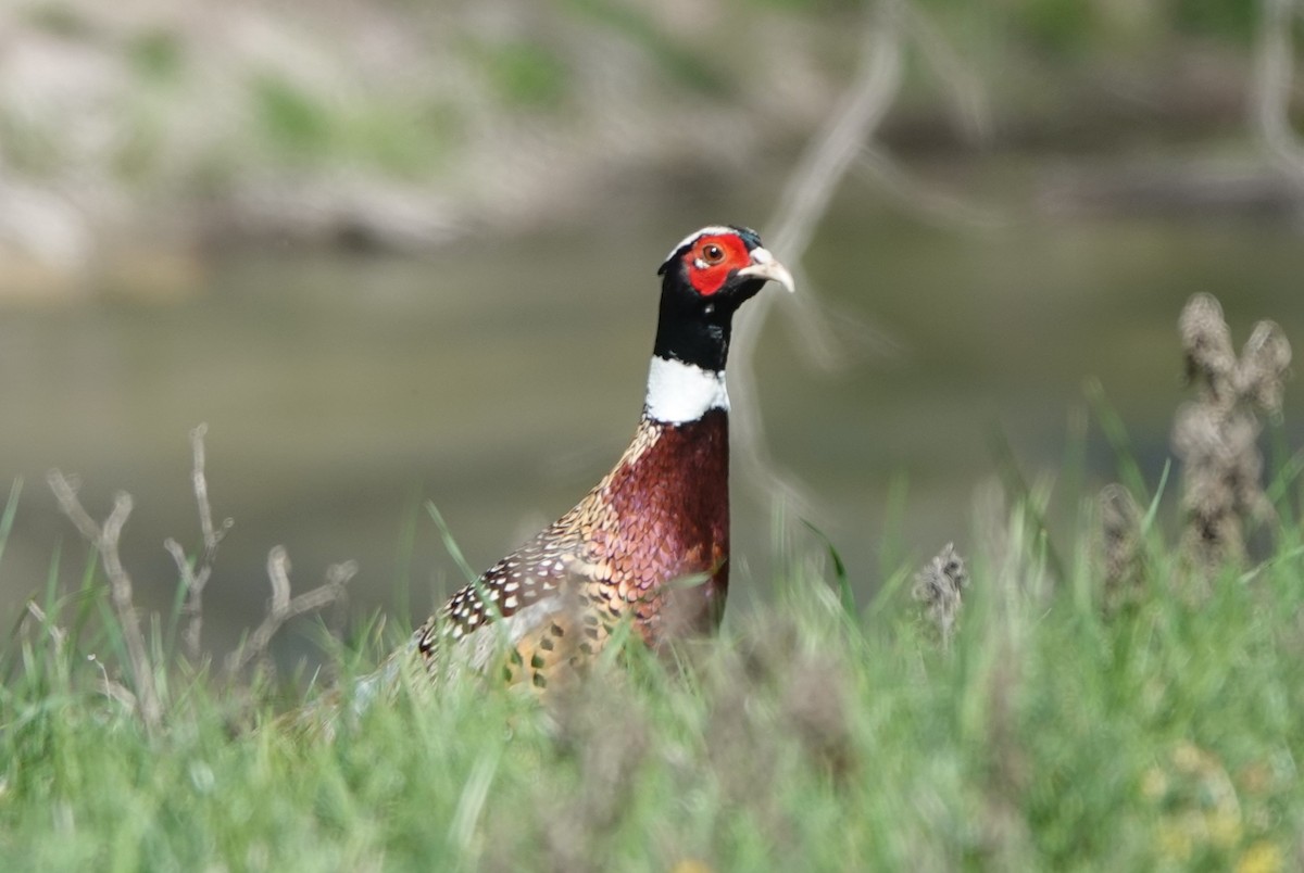 Ring-necked Pheasant - ML615922078