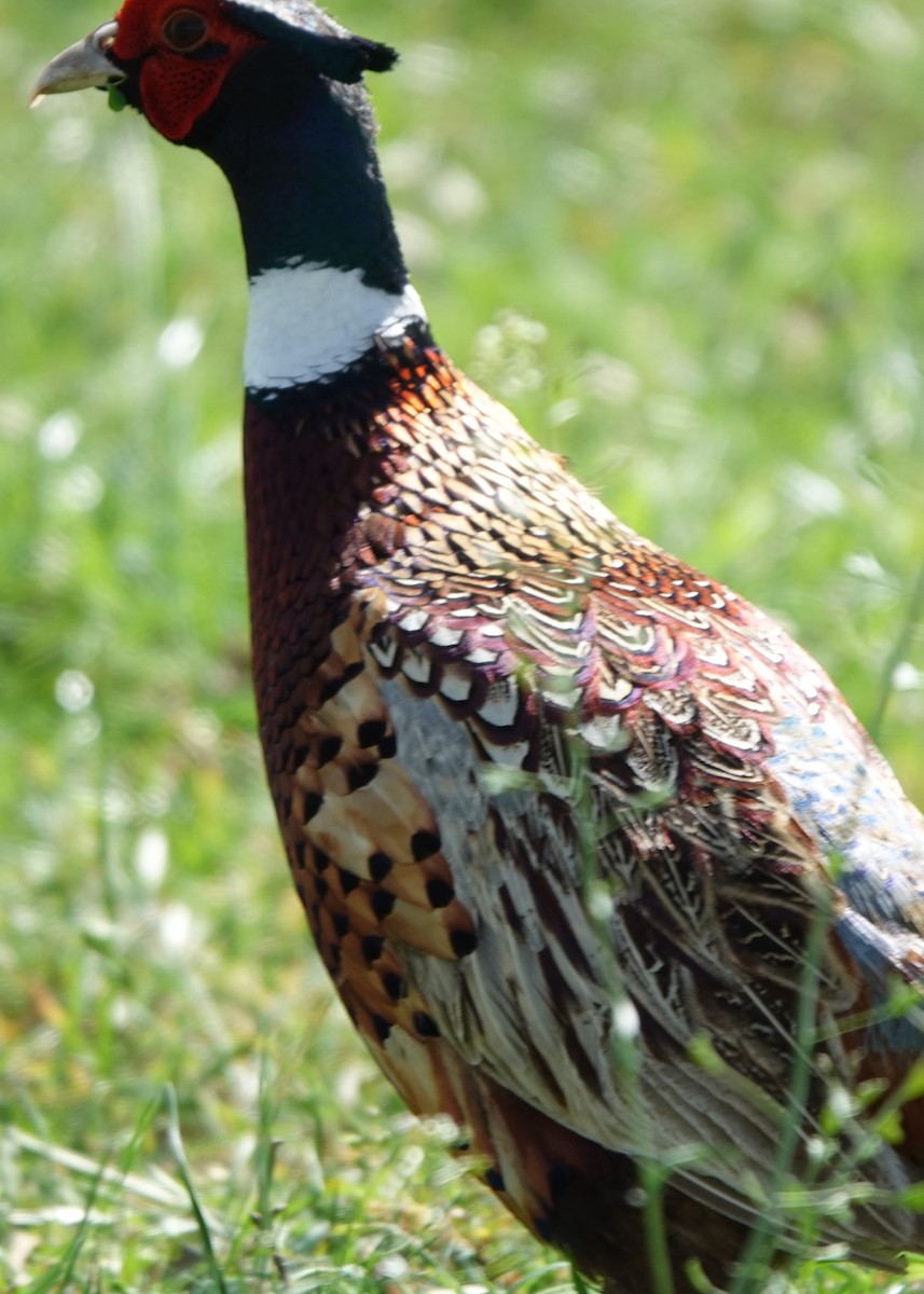 Ring-necked Pheasant - ML615922079