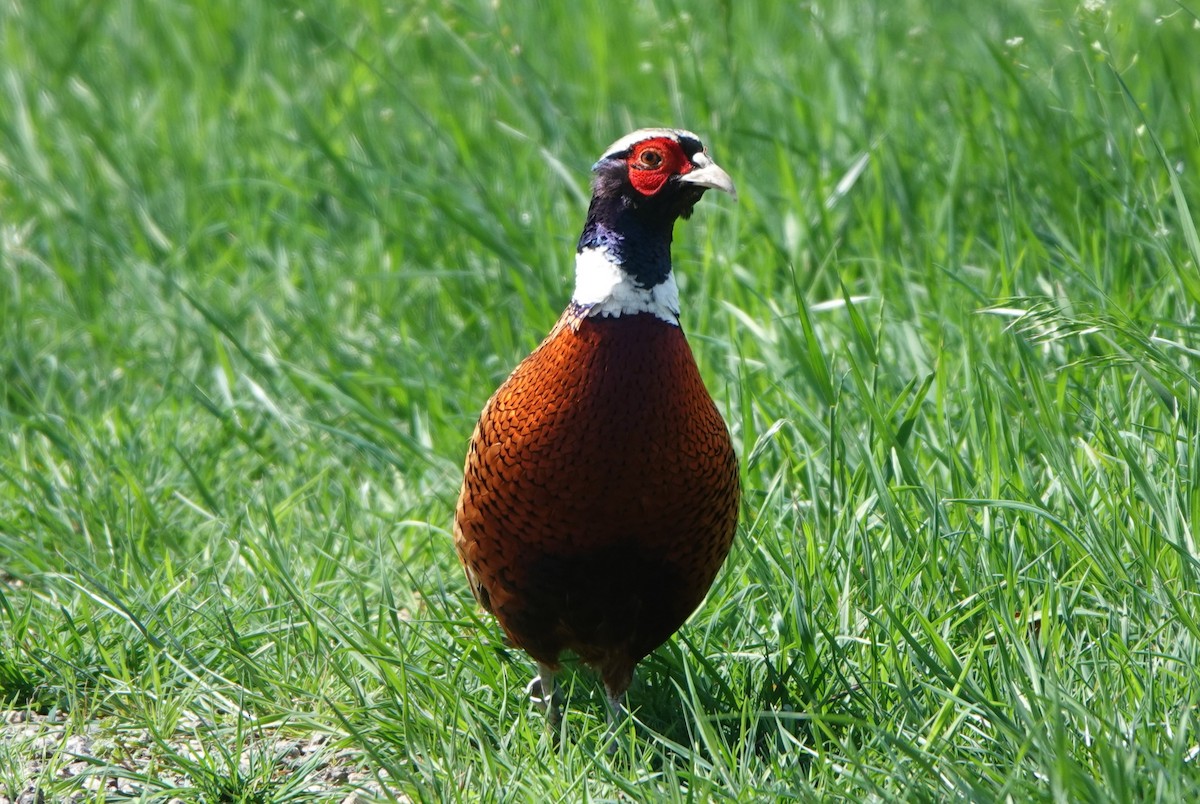 Ring-necked Pheasant - ML615922080