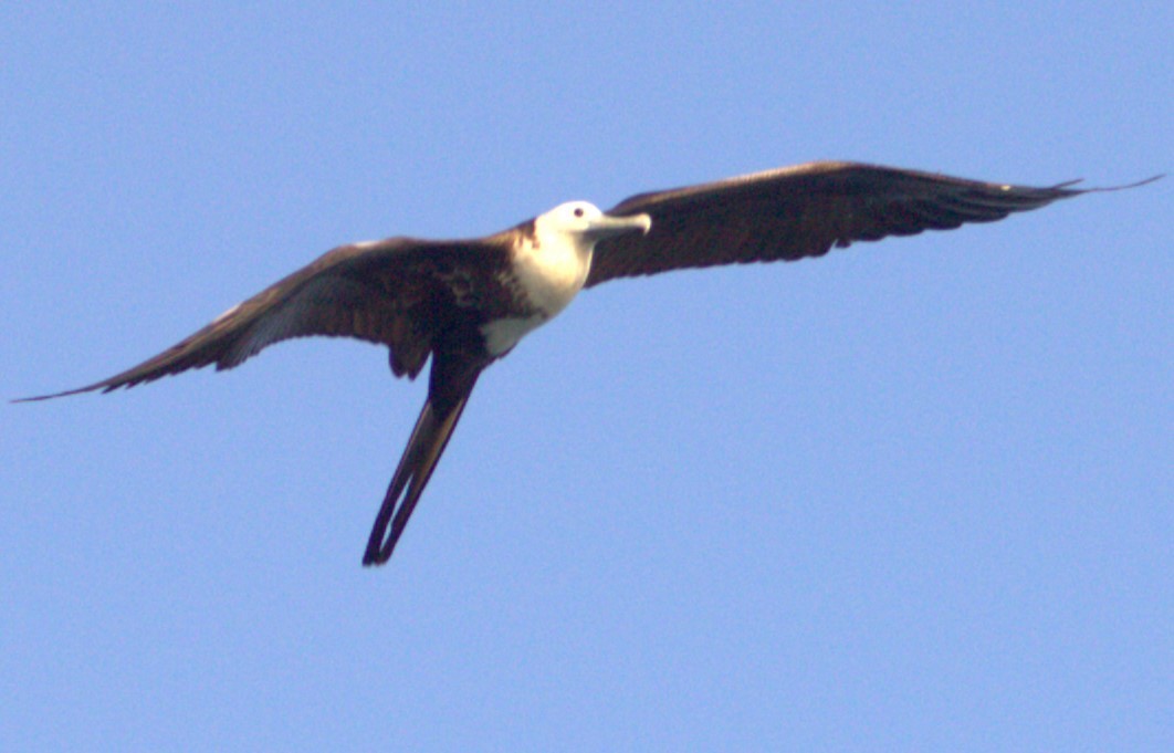 Magnificent Frigatebird - ML615922089