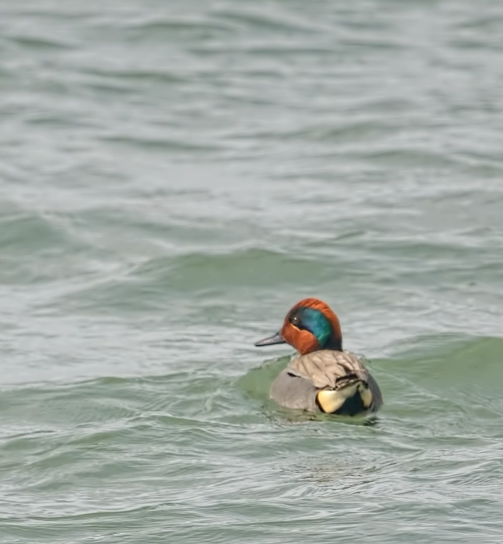 Green-winged Teal - ML615922109