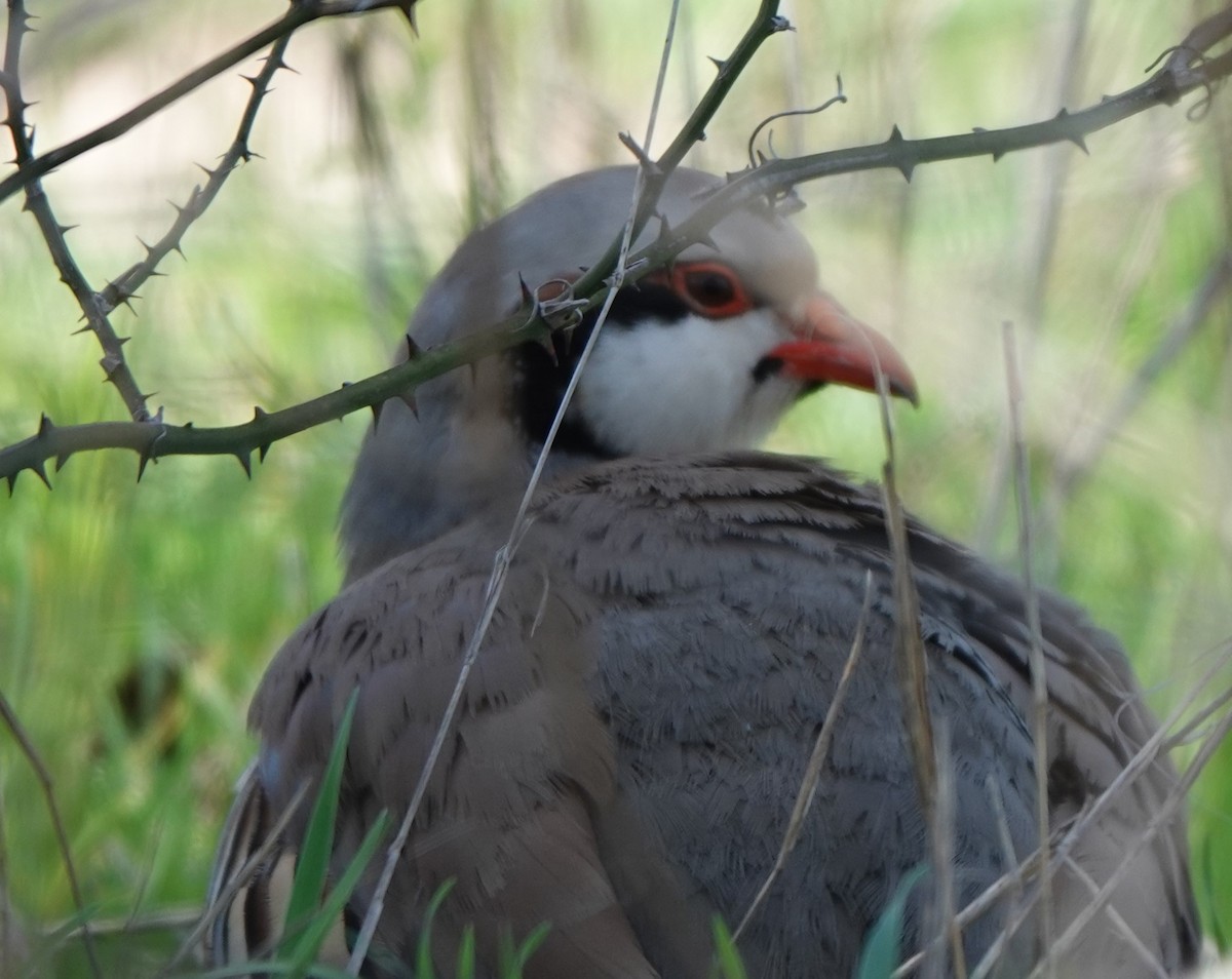 Chukar - ML615922110