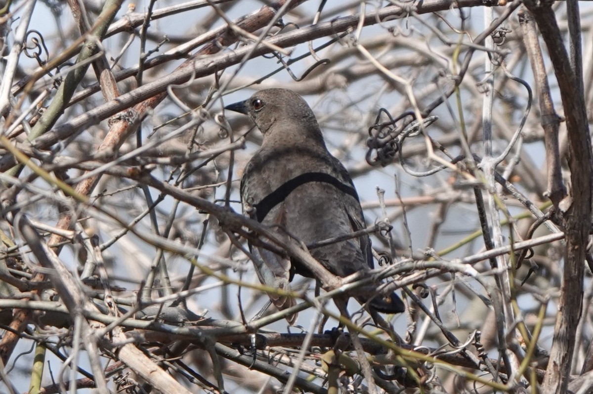 Brewer's Blackbird - ML615922136