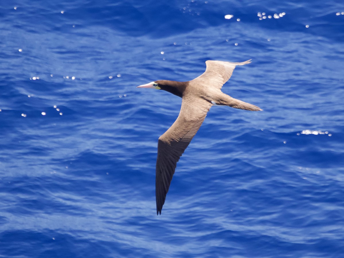 Brown Booby - ML615922162