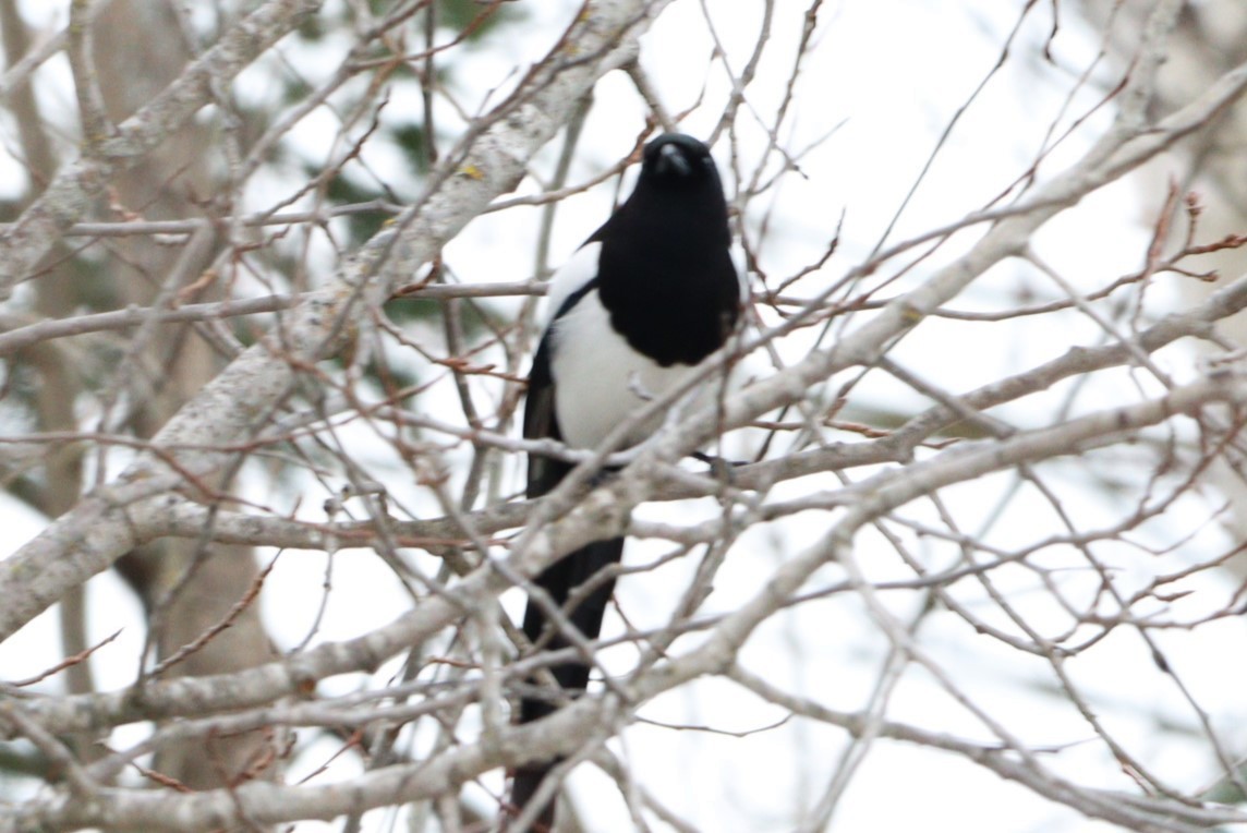 Black-billed Magpie - Darlene Monette