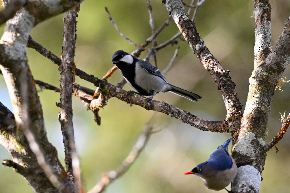 Cinereous Tit - ML615922290