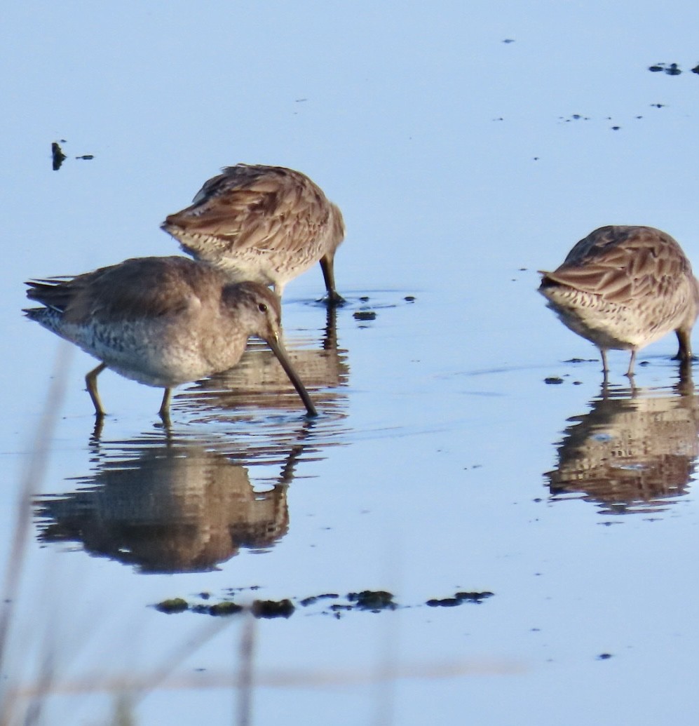 Long-billed Dowitcher - ML615922391