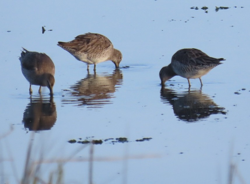 Long-billed Dowitcher - ML615922392