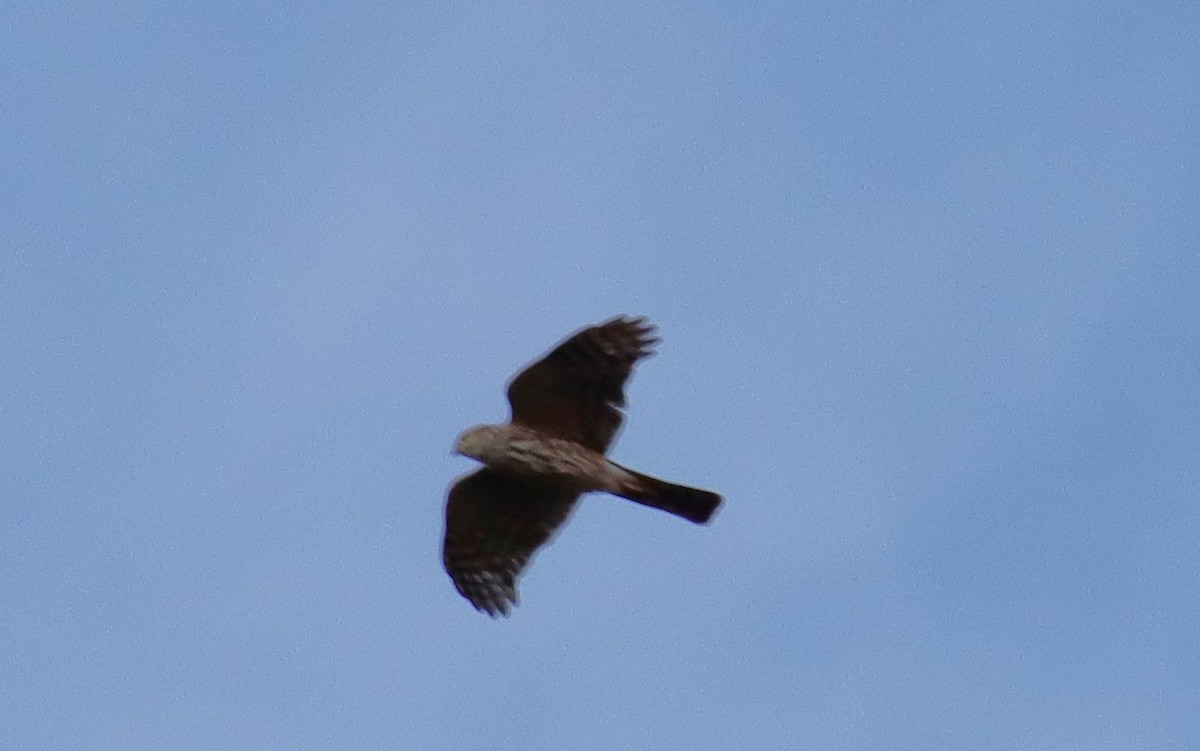Sharp-shinned Hawk - ML615922421