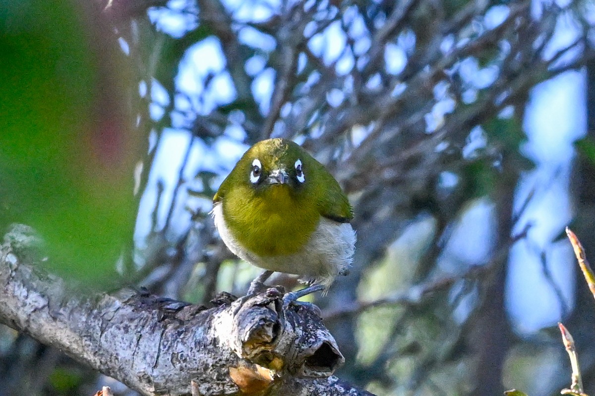 Sri Lanka White-eye - ML615922433