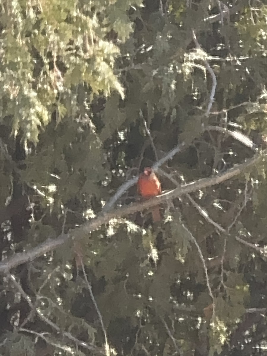 Northern Cardinal - ML615922476