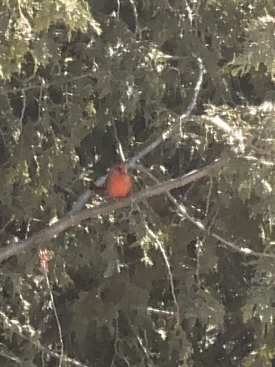 Northern Cardinal - ML615922477