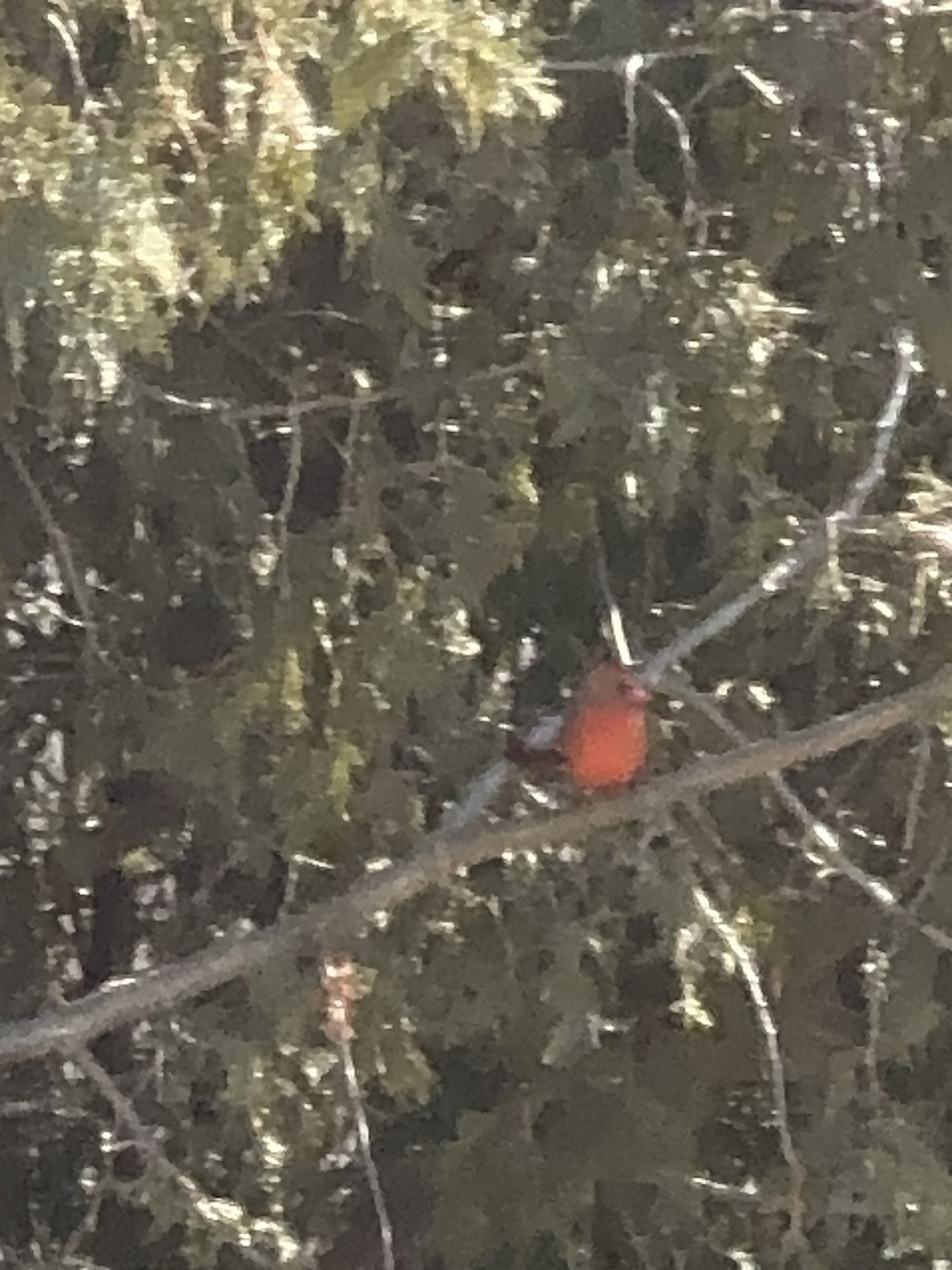 Northern Cardinal - ML615922478