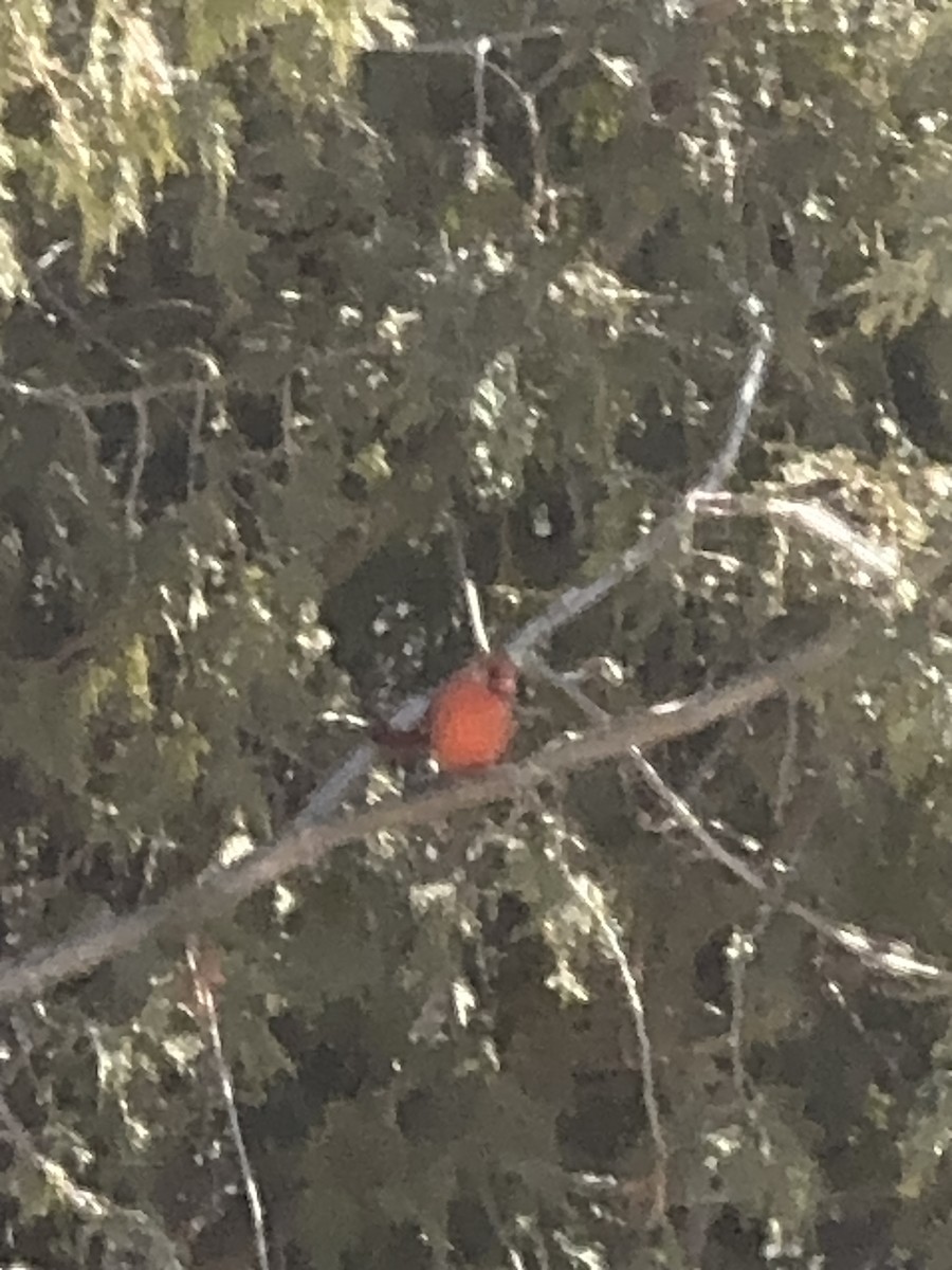 Northern Cardinal - ML615922479