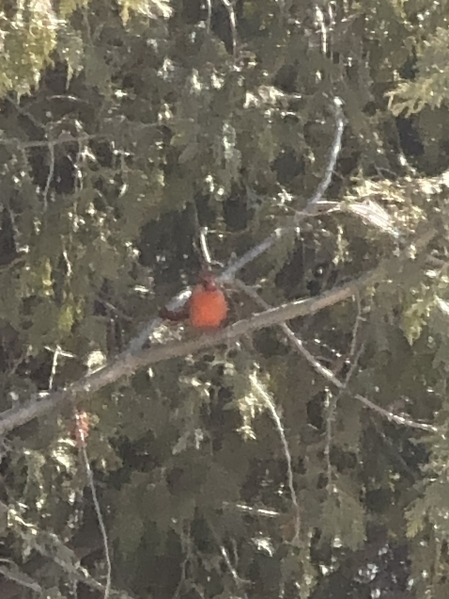 Northern Cardinal - ML615922480